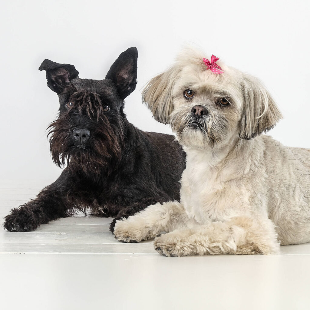 hundar fotograferad i studio hundporträtt