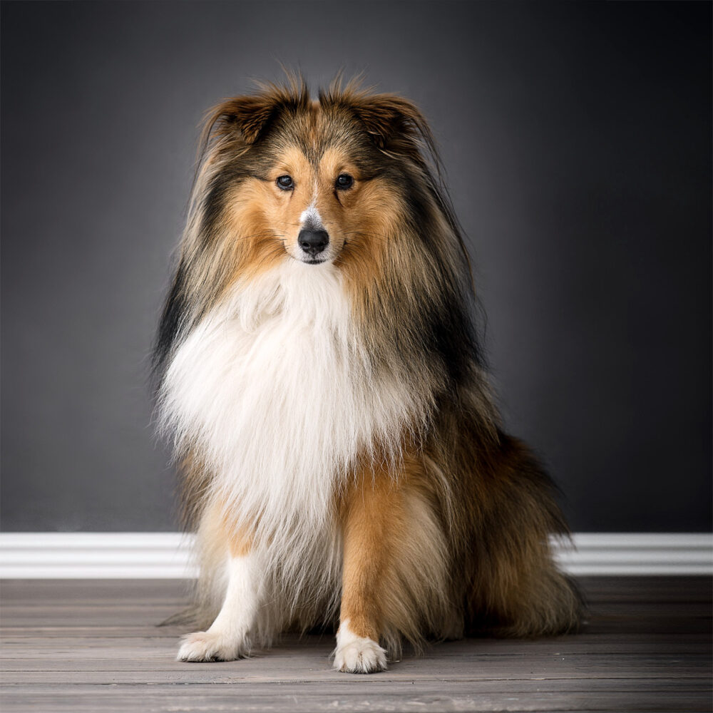 långhårig collie hund fotograferad i studio av 2 fotografer i norrköping