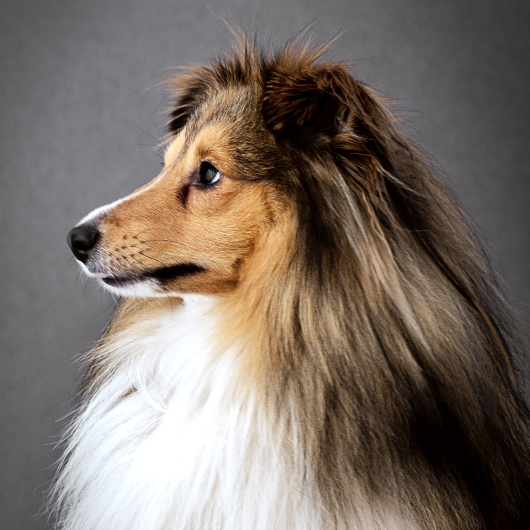 långhårig collie hund fotograferad i studio av 2 fotografer i norrköping