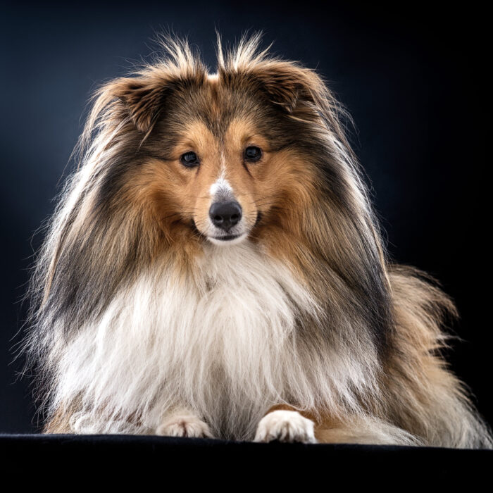 långhårig collie hund fotograferad i studio av 2 fotografer i norrköping